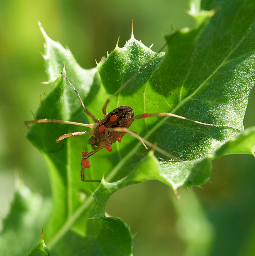 KielderWaterSpider130718-1