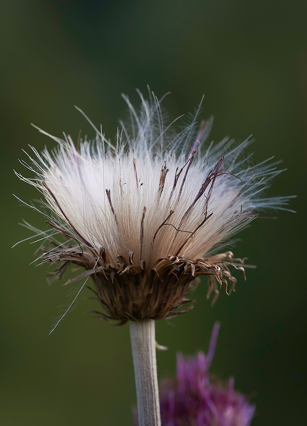 KielderWaterThistle140718-1