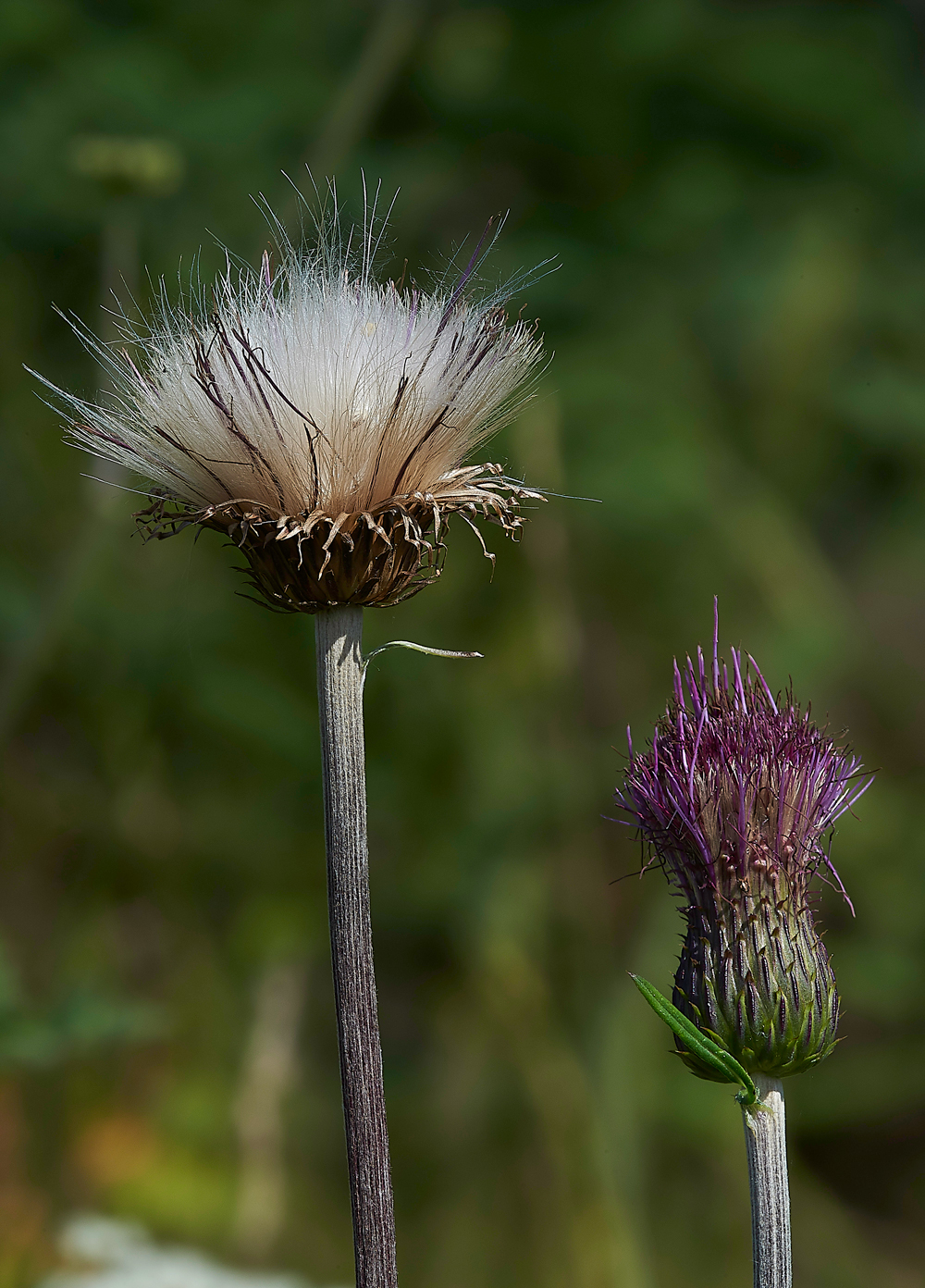 KielderWaterThistle140718-2