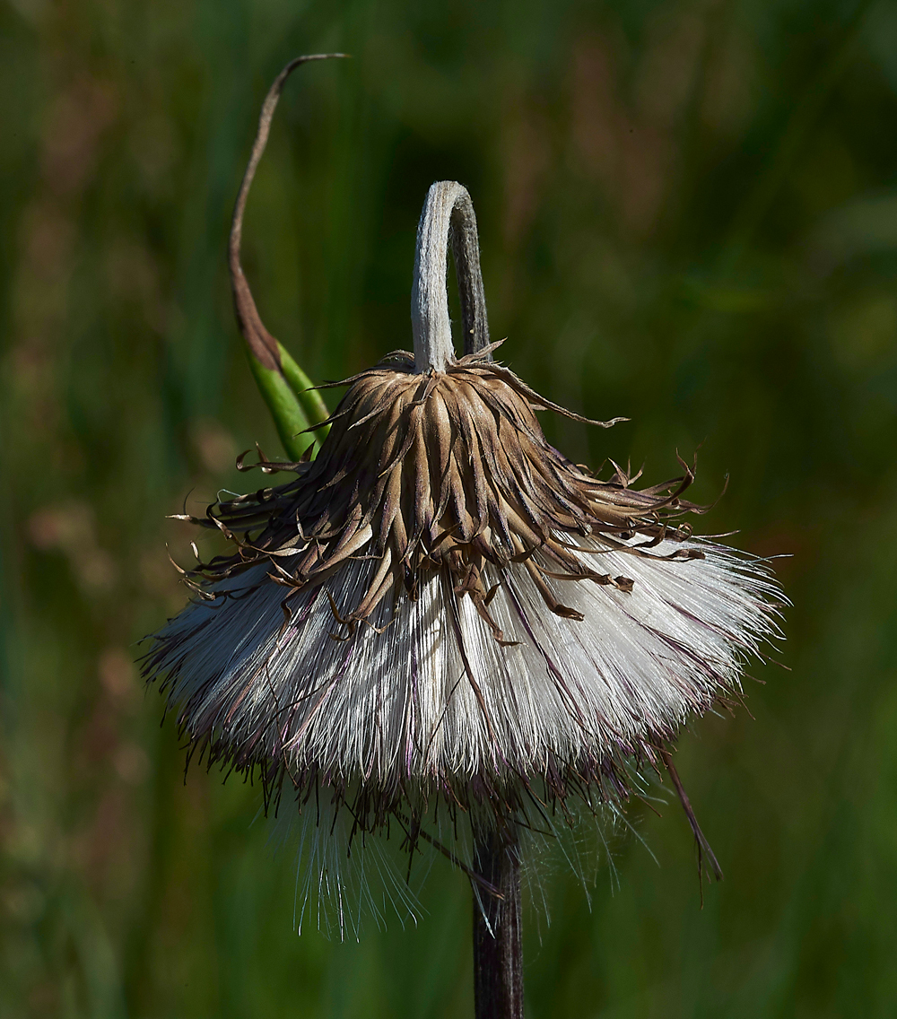 KielderWaterThistle140718-3