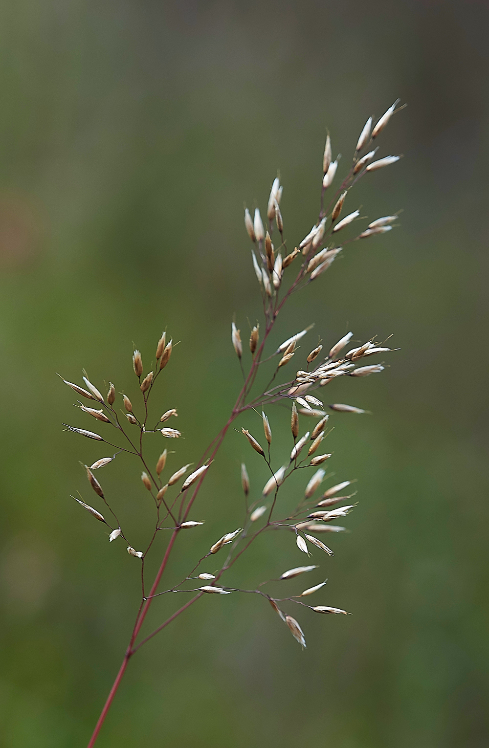 KilederWaterGrass130718-1