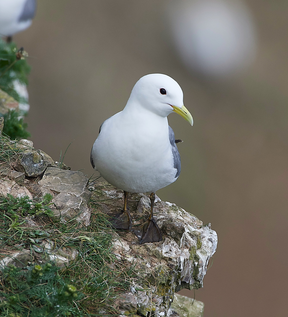 KittywakeBempton020618-2