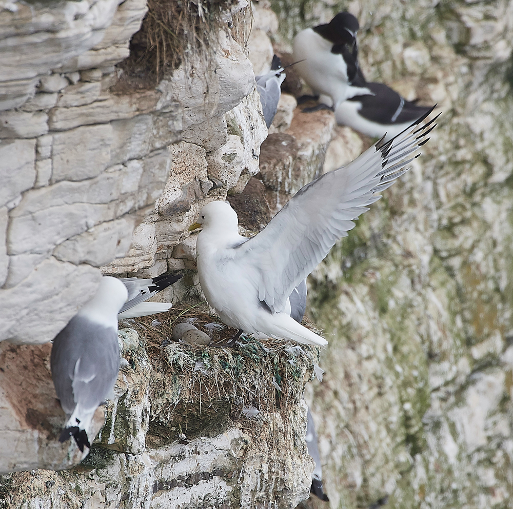 KittywakeBempton020618-4