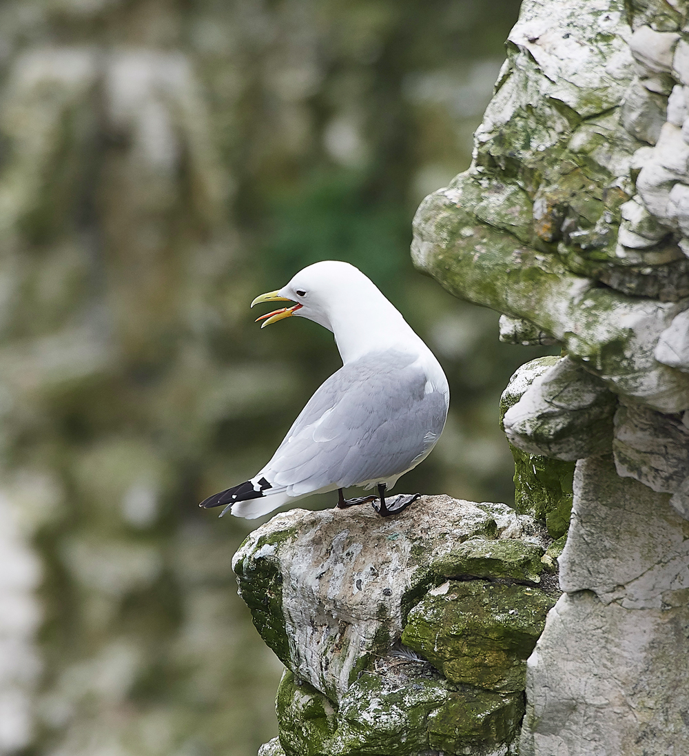 KittywakeBempton020618-5