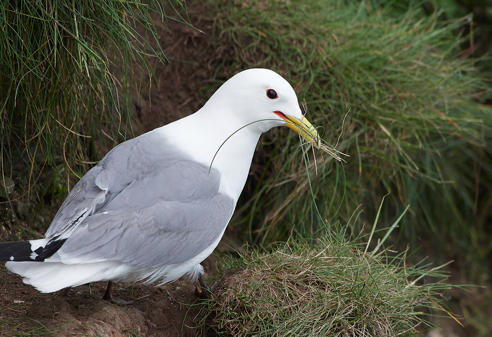 KittywakeBempton020618-6
