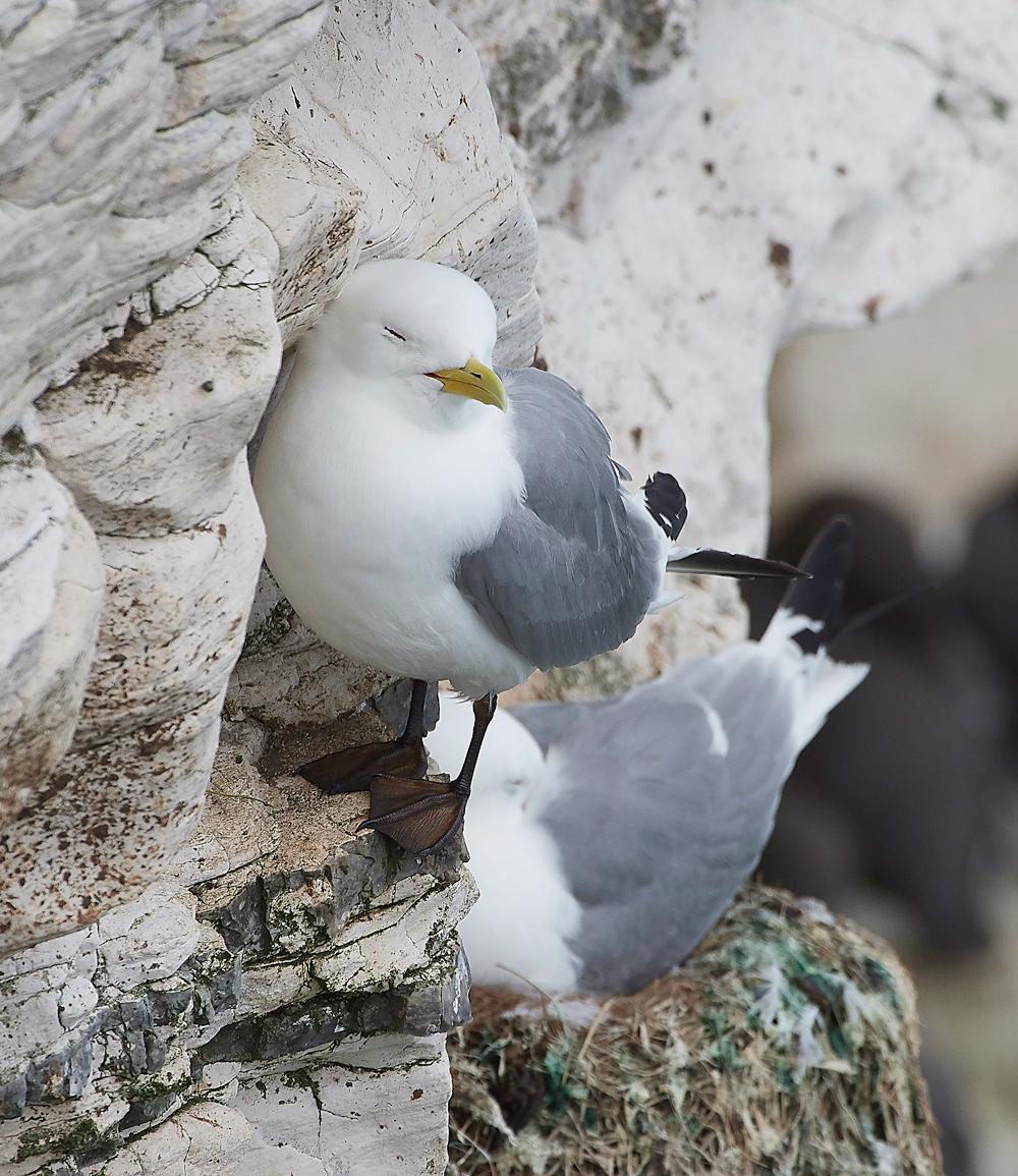 KittywakeBempton020618-7