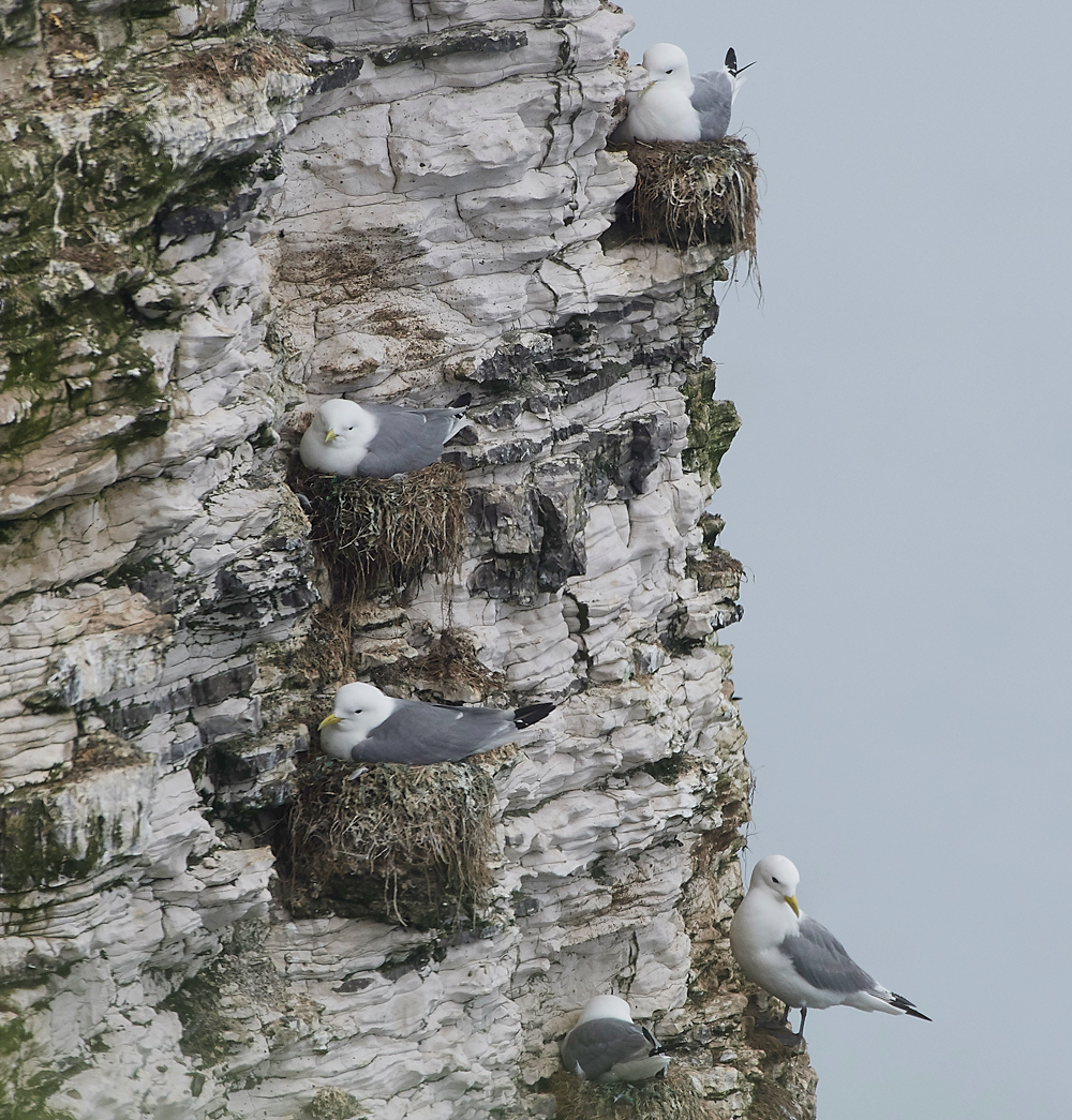 KittywakeBempton020618-8