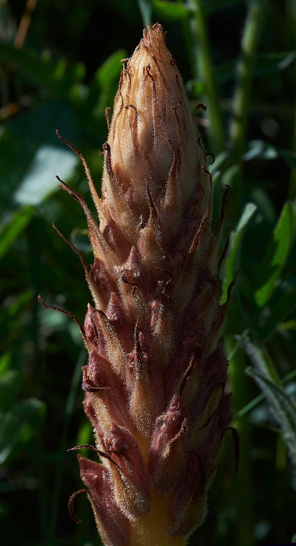 KnapweedBroomrape100718-1
