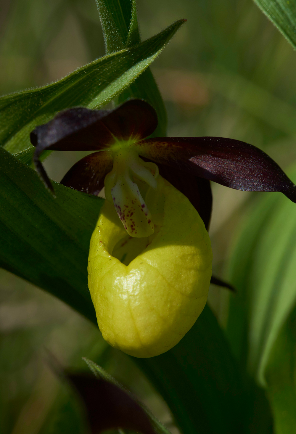 Lady&#39;sSLipperGaitBarrows280518-10