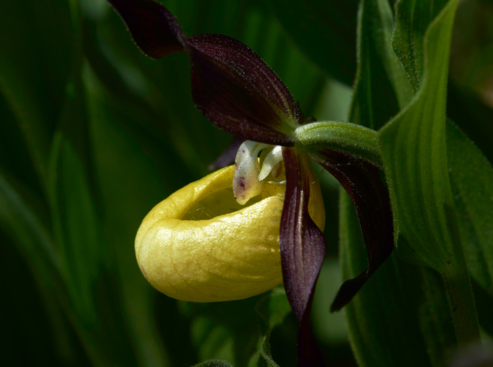 Lady&#39;sSLipperGaitBarrows280518-11