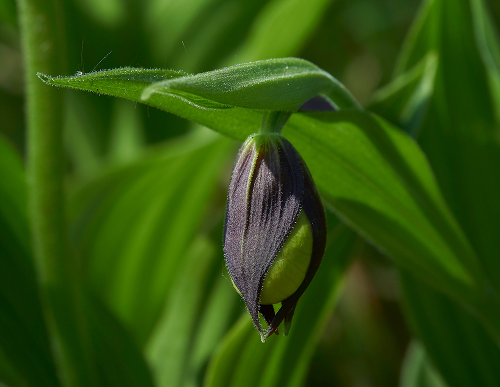 Lady&#39;sSLipperGaitBarrows280518-12