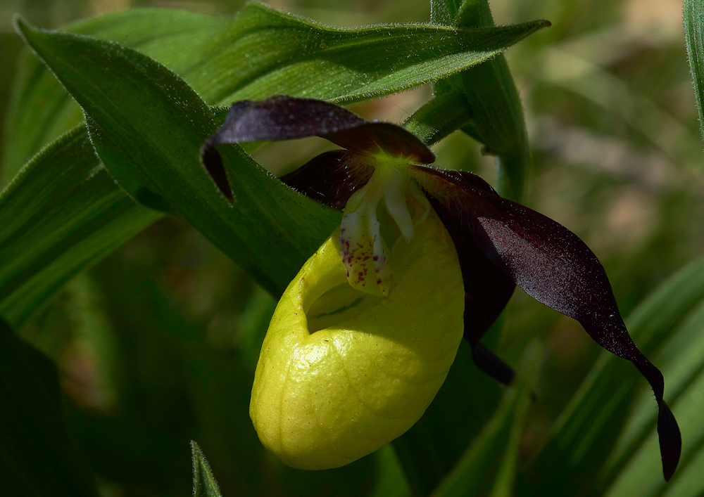 Lady&#39;sSLipperGaitBarrows280518-13