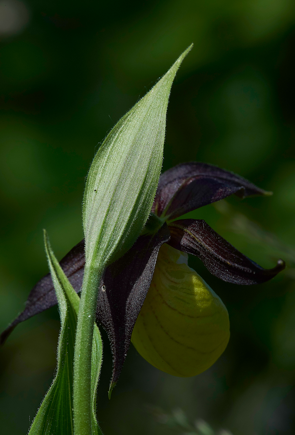 Lady&#39;sSLipperGaitBarrows280518-14