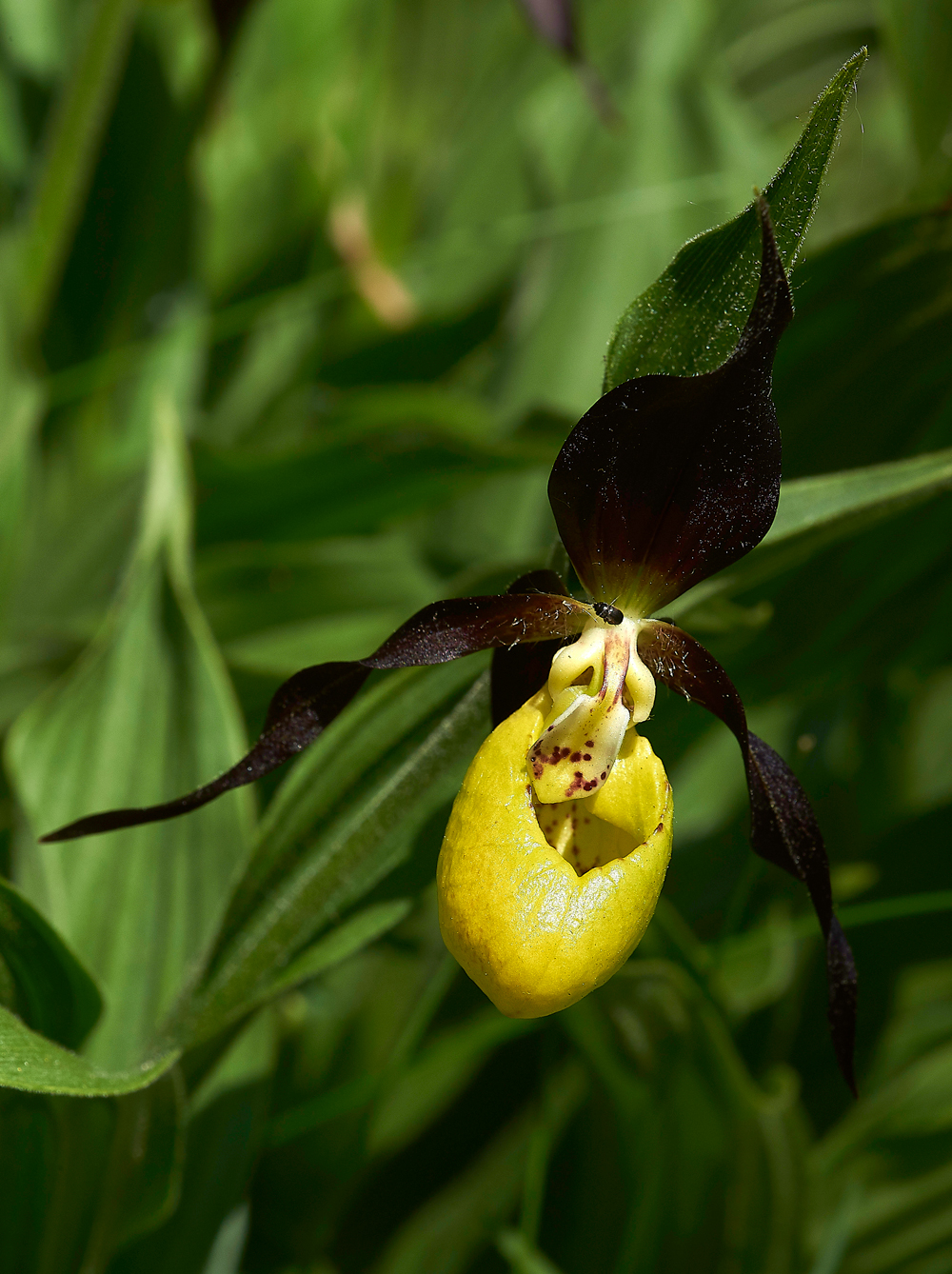 Lady&#39;sSLipperGaitBarrows280518-2