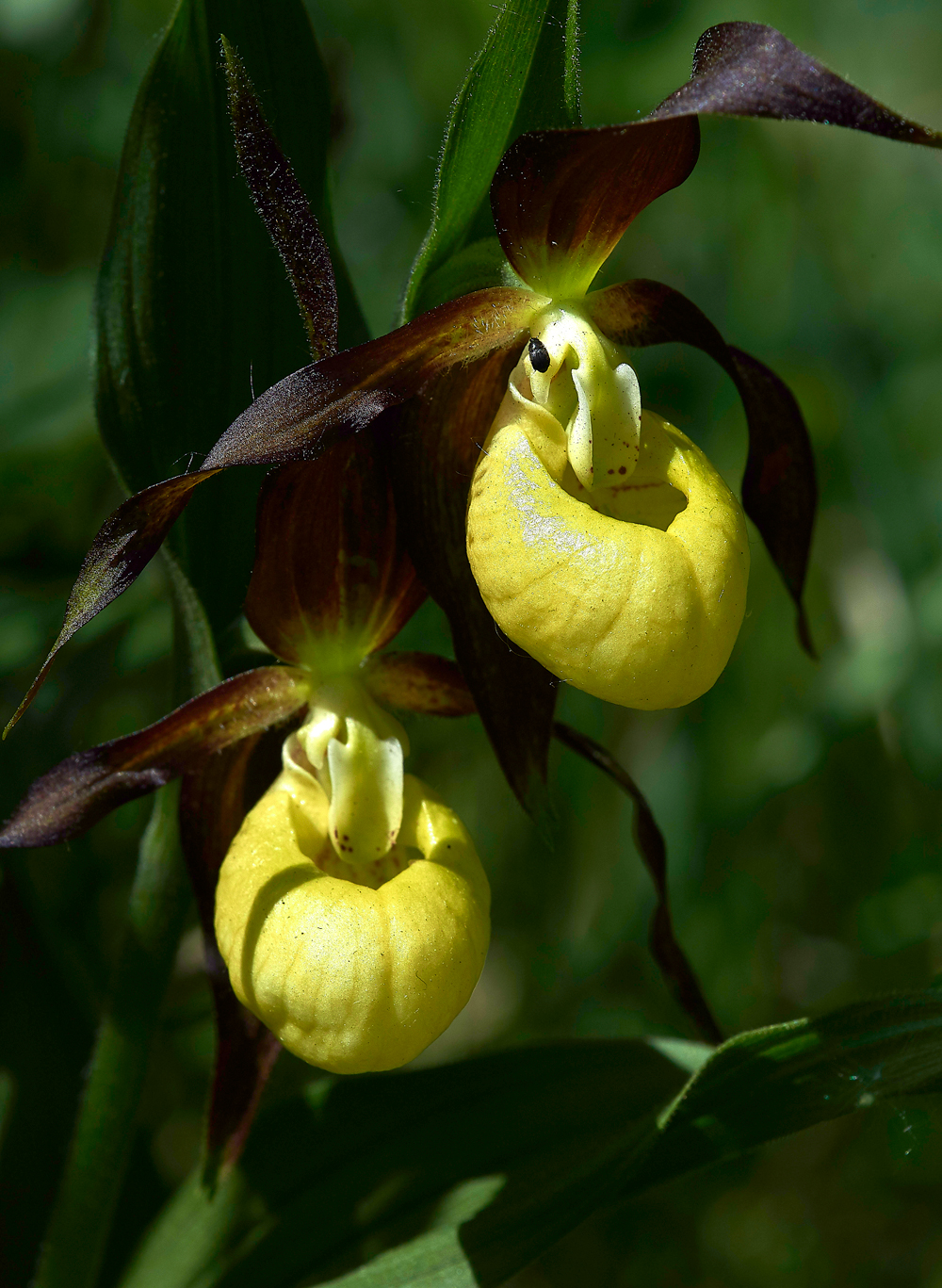 Lady&#39;sSLipperGaitBarrows280518-3