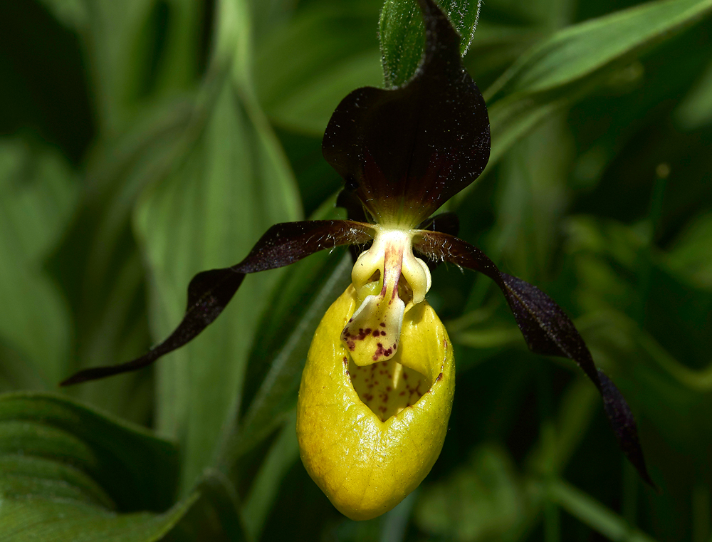 Lady&#39;sSLipperGaitBarrows280518-4