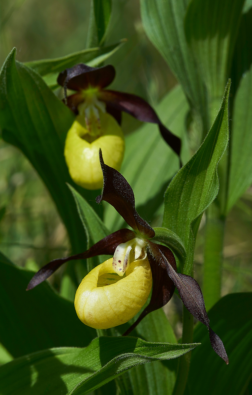 Lady&#39;sSLipperGaitBarrows280518-5