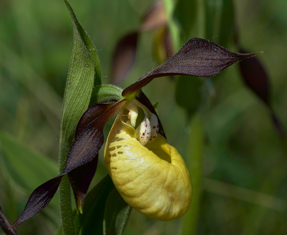 Lady&#39;sSLipperGaitBarrows280518-6