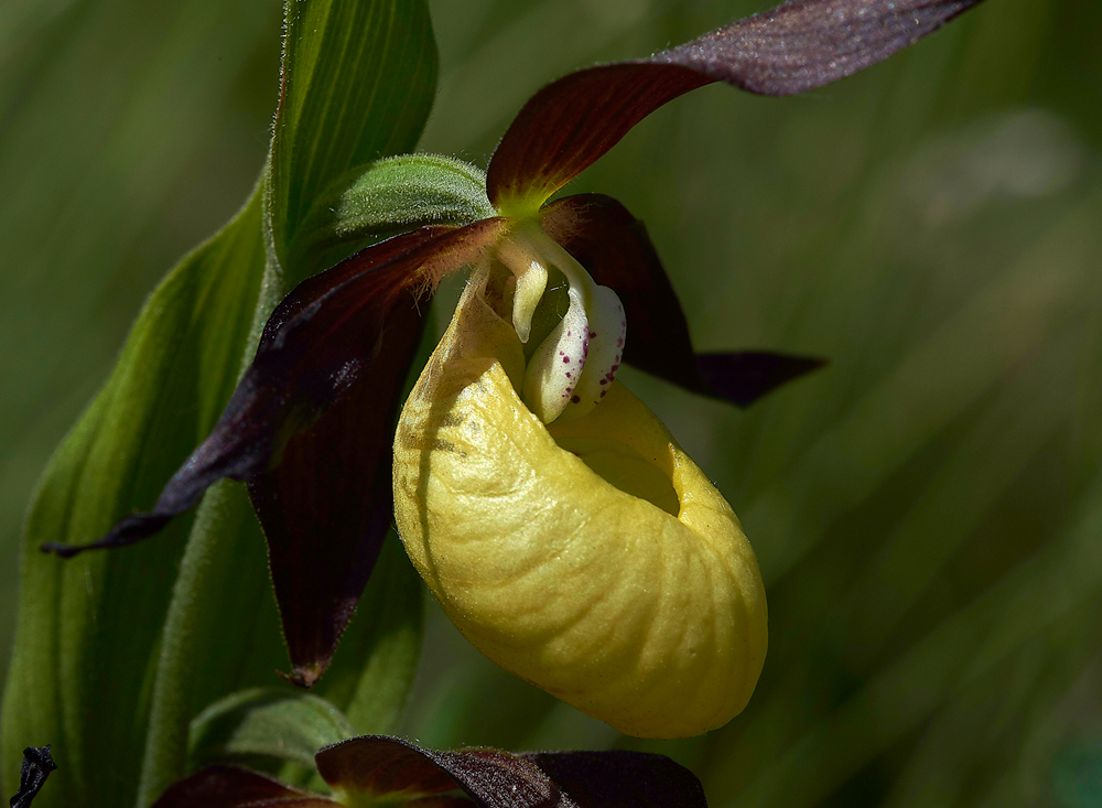 Lady&#39;sSLipperGaitBarrows280518-8