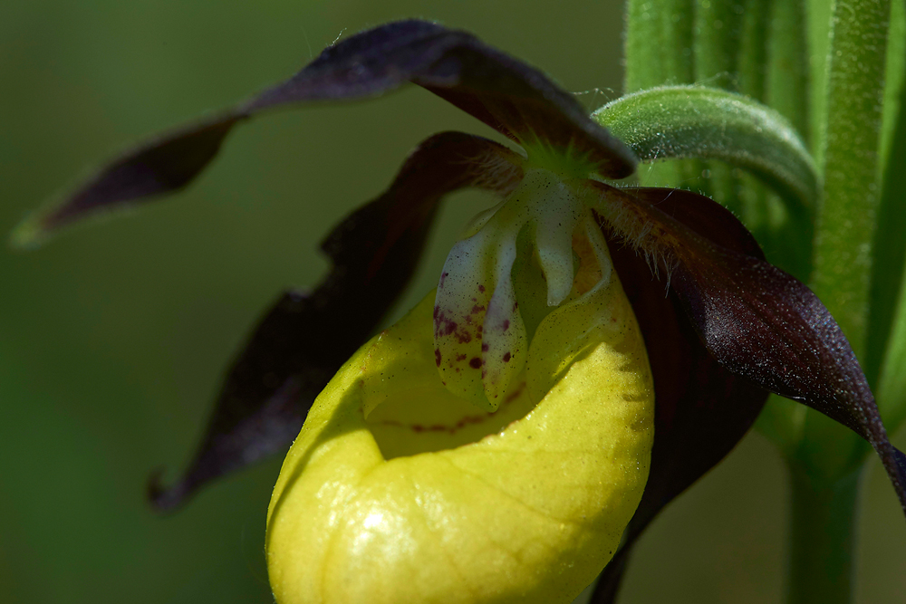 Lady&#39;sSLipperGaitBarrows280518-9