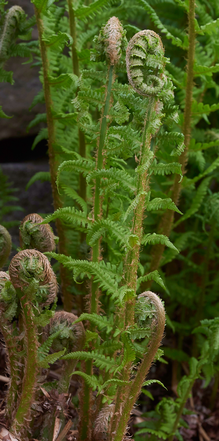 LangdonBeckFernLangdonBeck310518-1