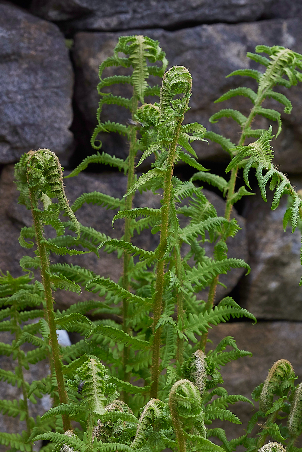 LangdonBeckFernLangdonBeck310518-2