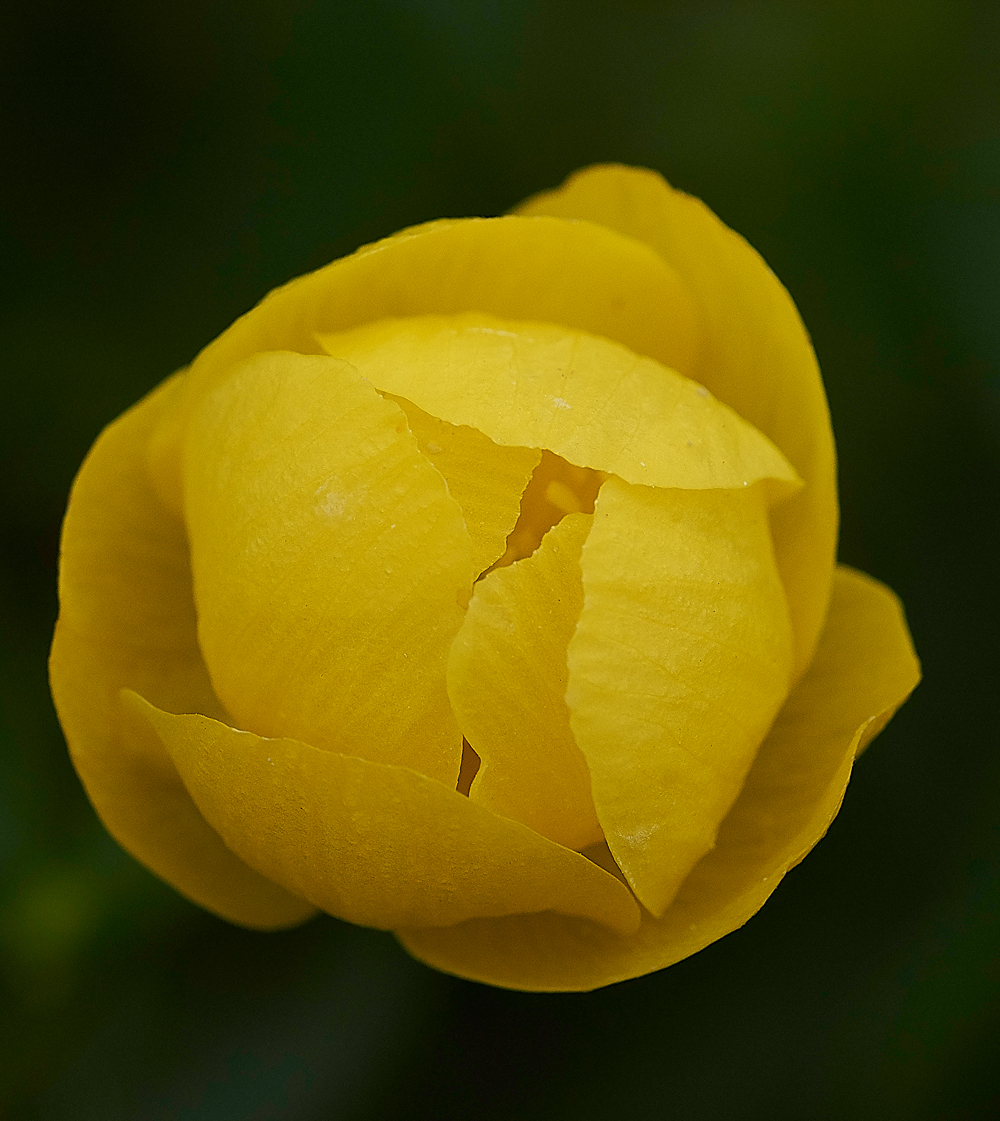 LangdonBeckGlobeFlower310518-1