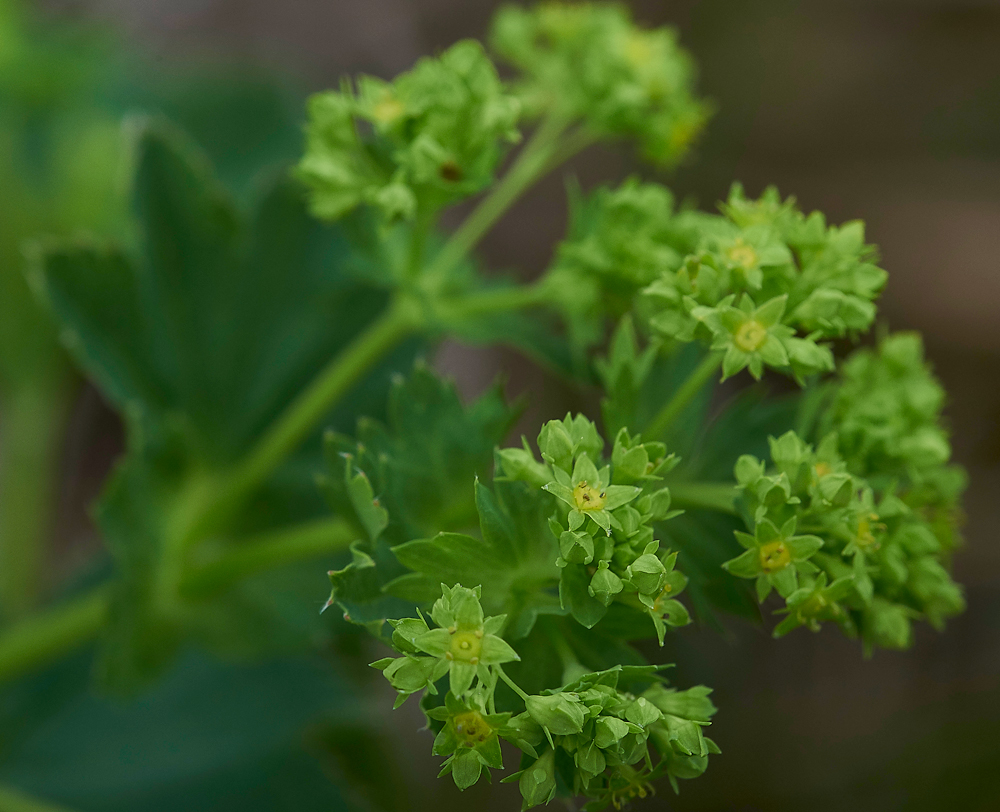 LangdonBeckLady&#39;sMantle310518-1
