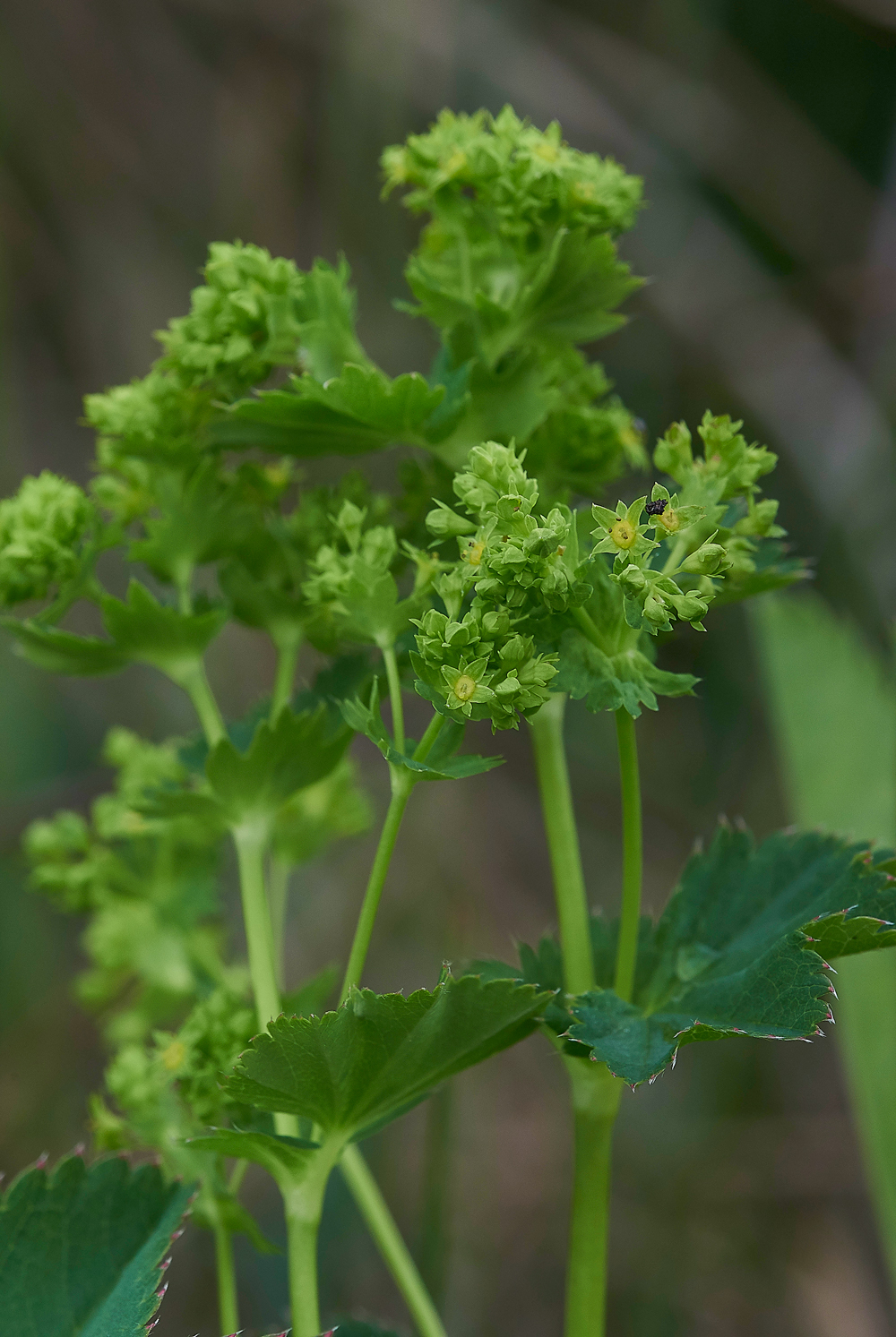 LangdonBeckLady&#39;sMantle310518-2