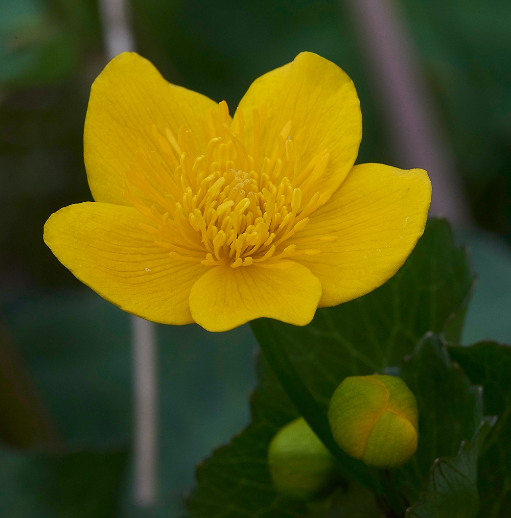 LangdonBeckMarshMarigold310518-1