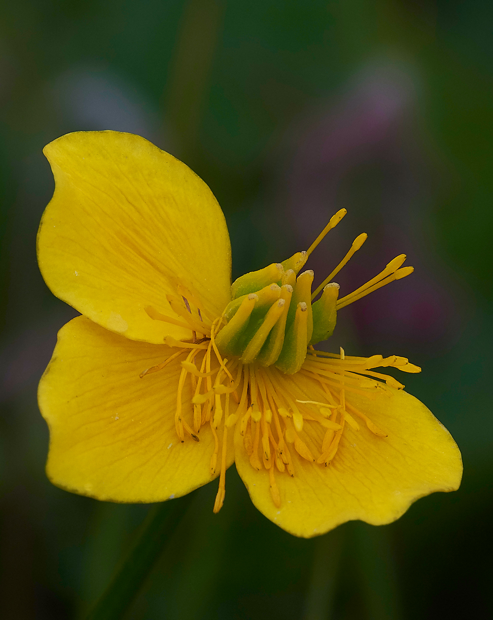 LangdonBeckMarshMarigold310518-2