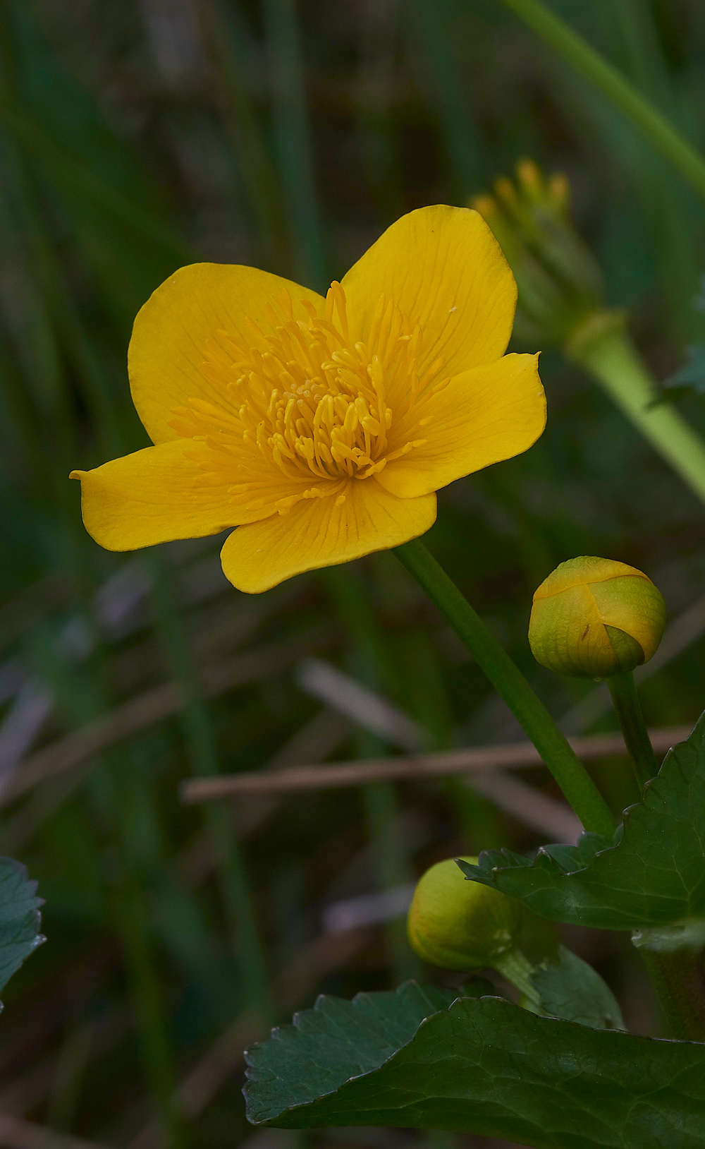 LangdonBeckMarshMarigold310518-3