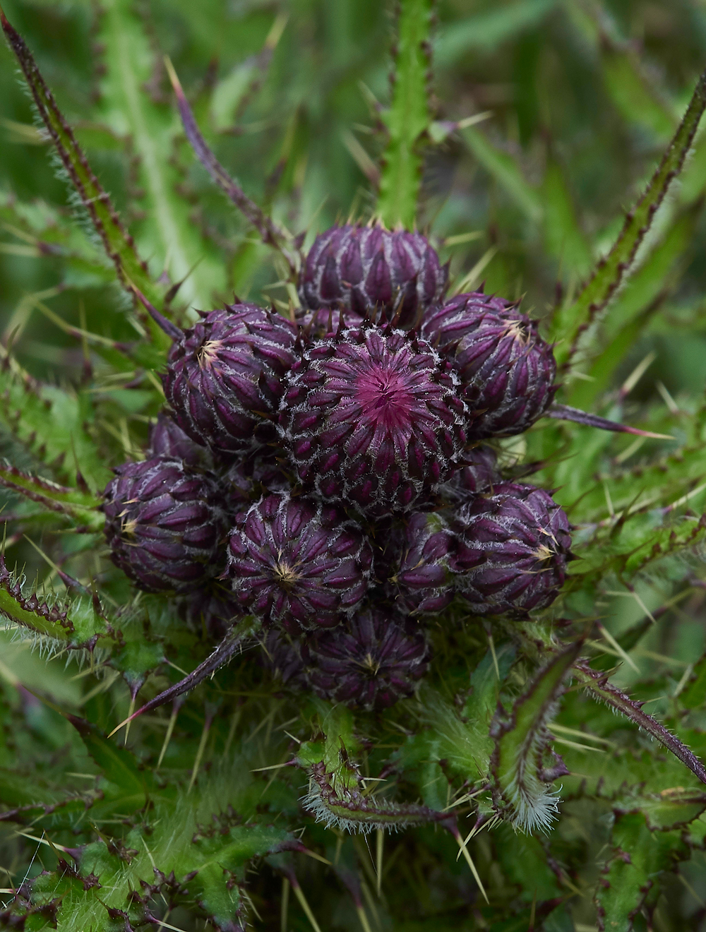 LangdonBeckMarshThistle310518-1