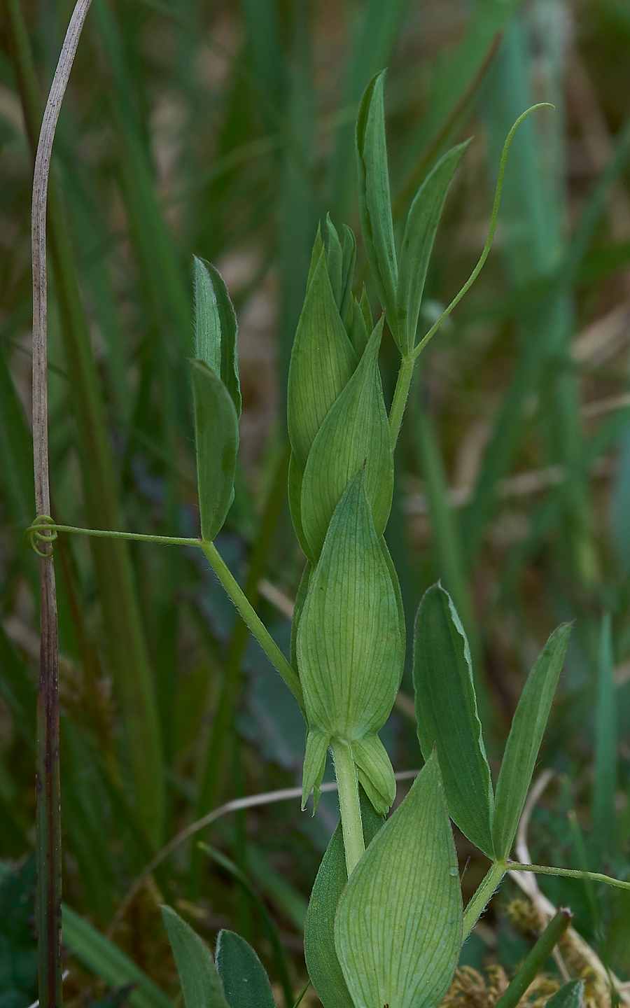 LangdonBeckPea310518-1