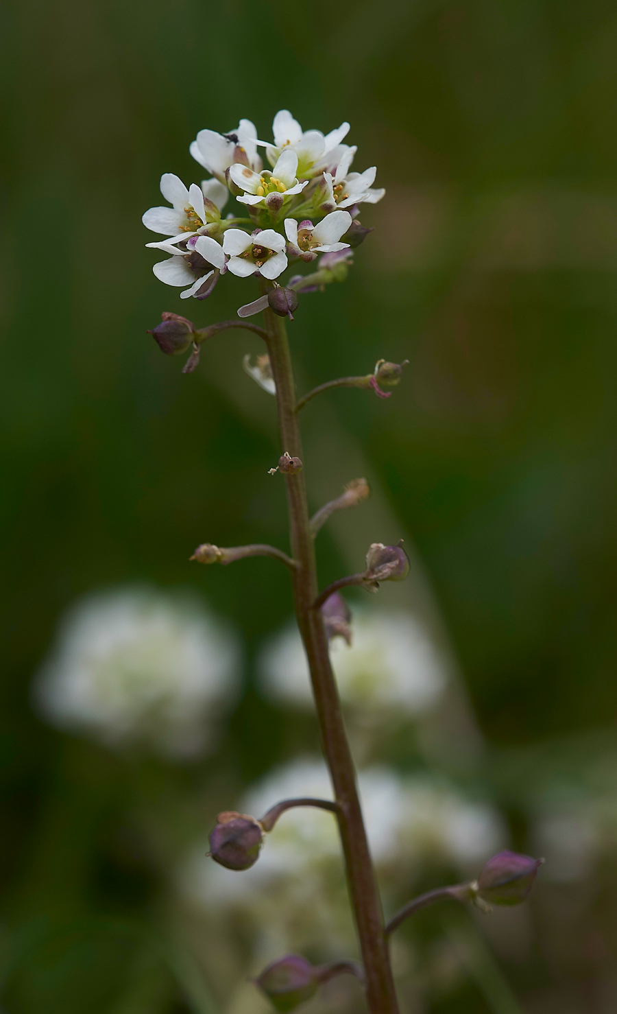 LangdonBeckScurvyGrass310518-1