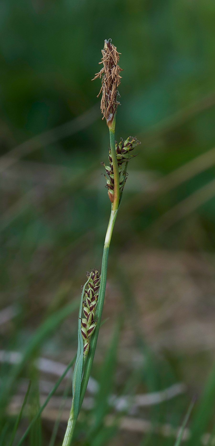 LangdonBeckSedge310518-1