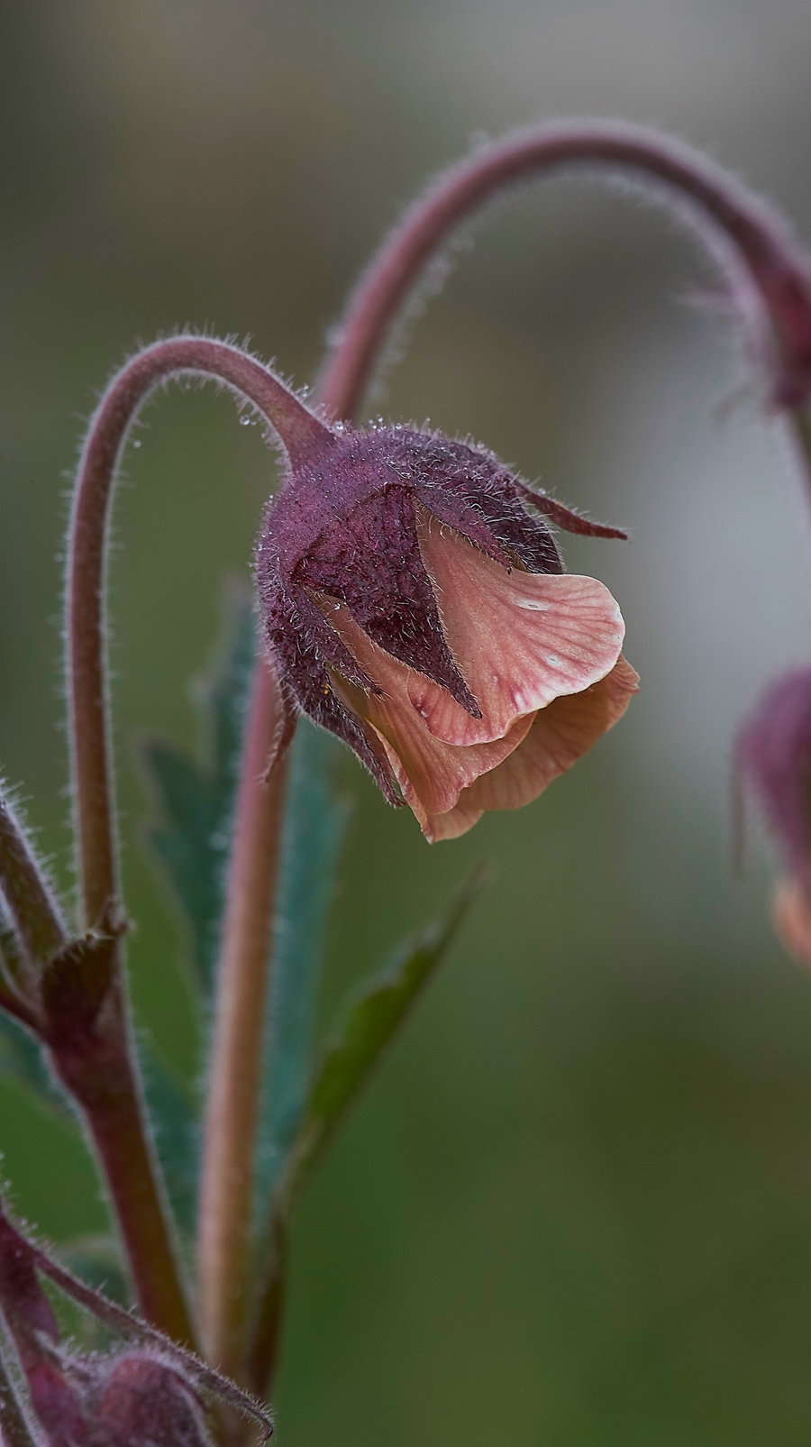 LangdonBeckWaterAvens310518-1
