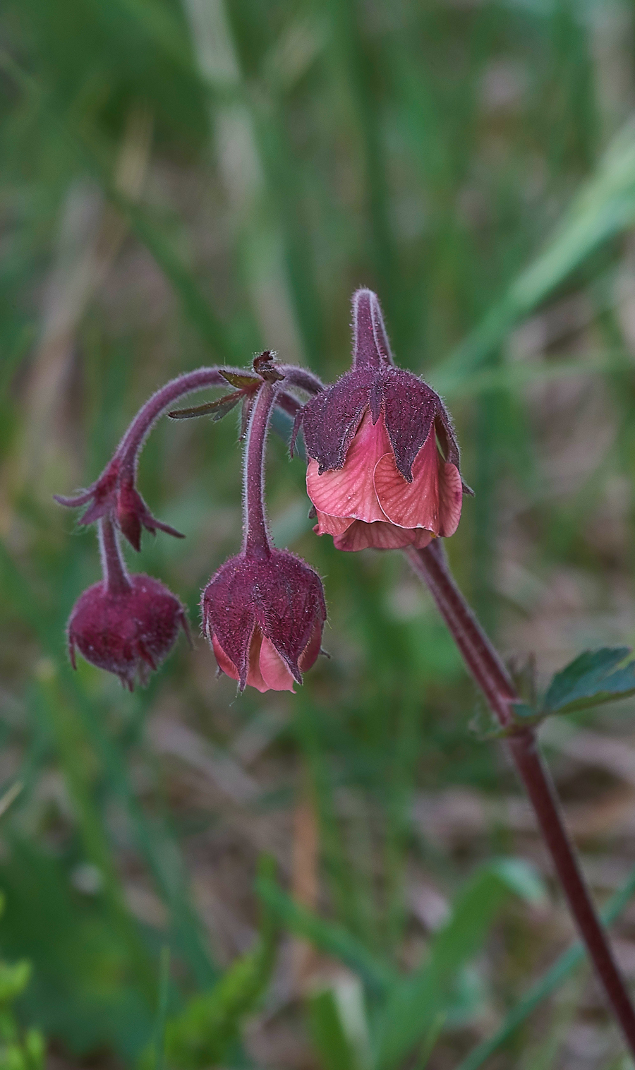 LangdonBeckWaterAvens310518-2