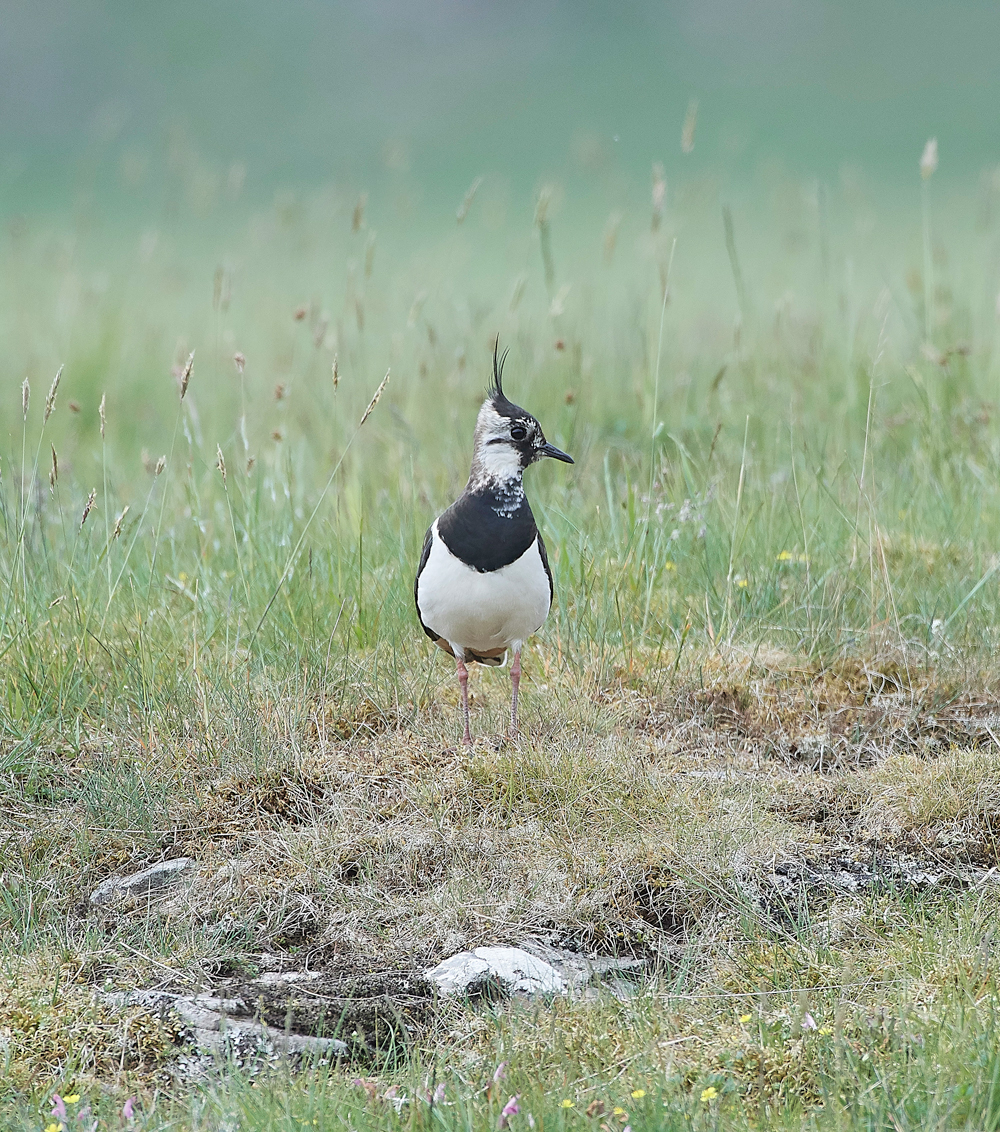 LapwingLowerForce010618-1