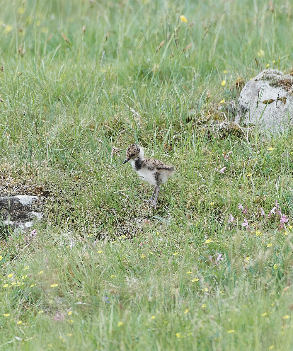 LapwingLowerForce010618-2