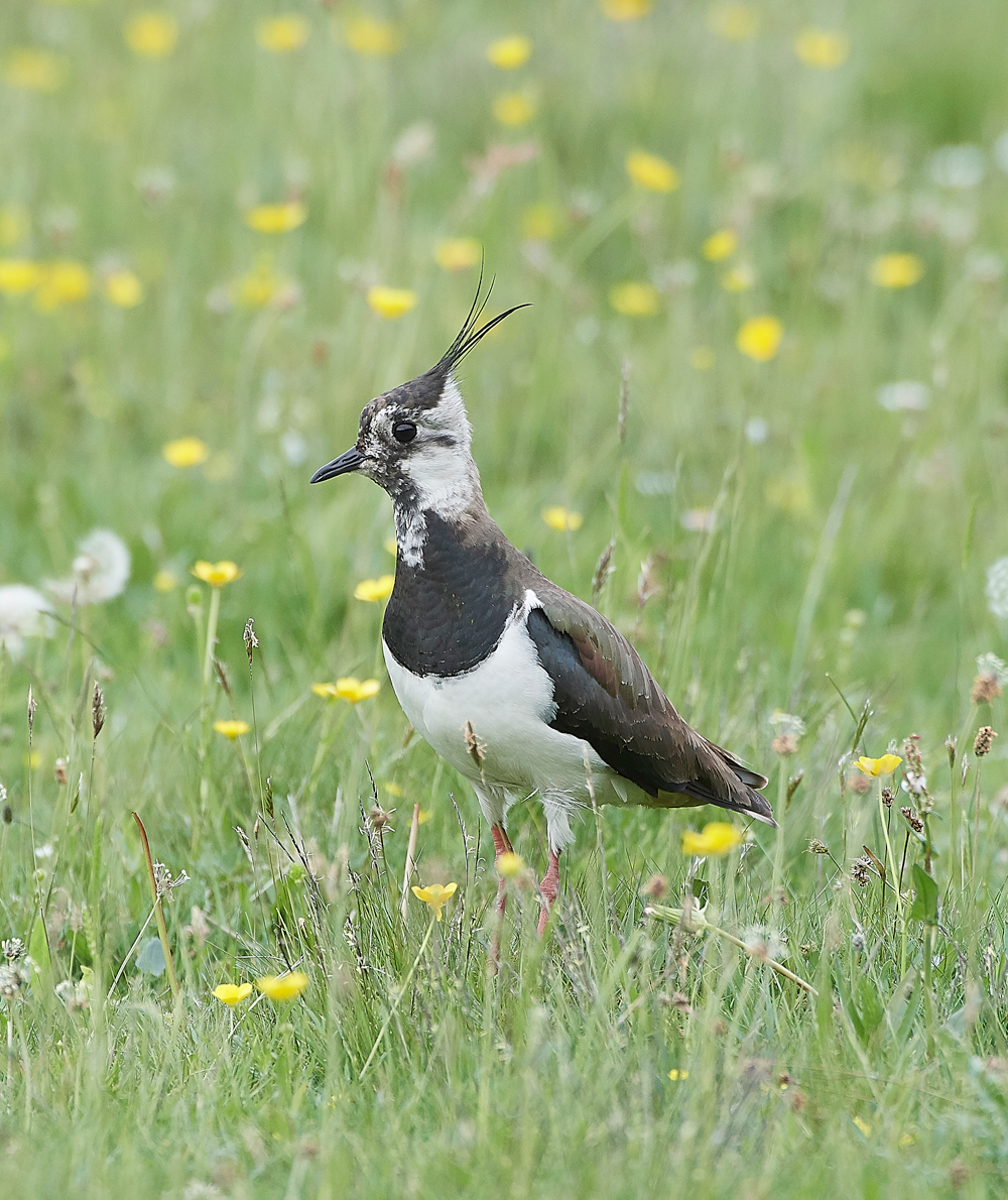 LapwingLowerForce010618-4