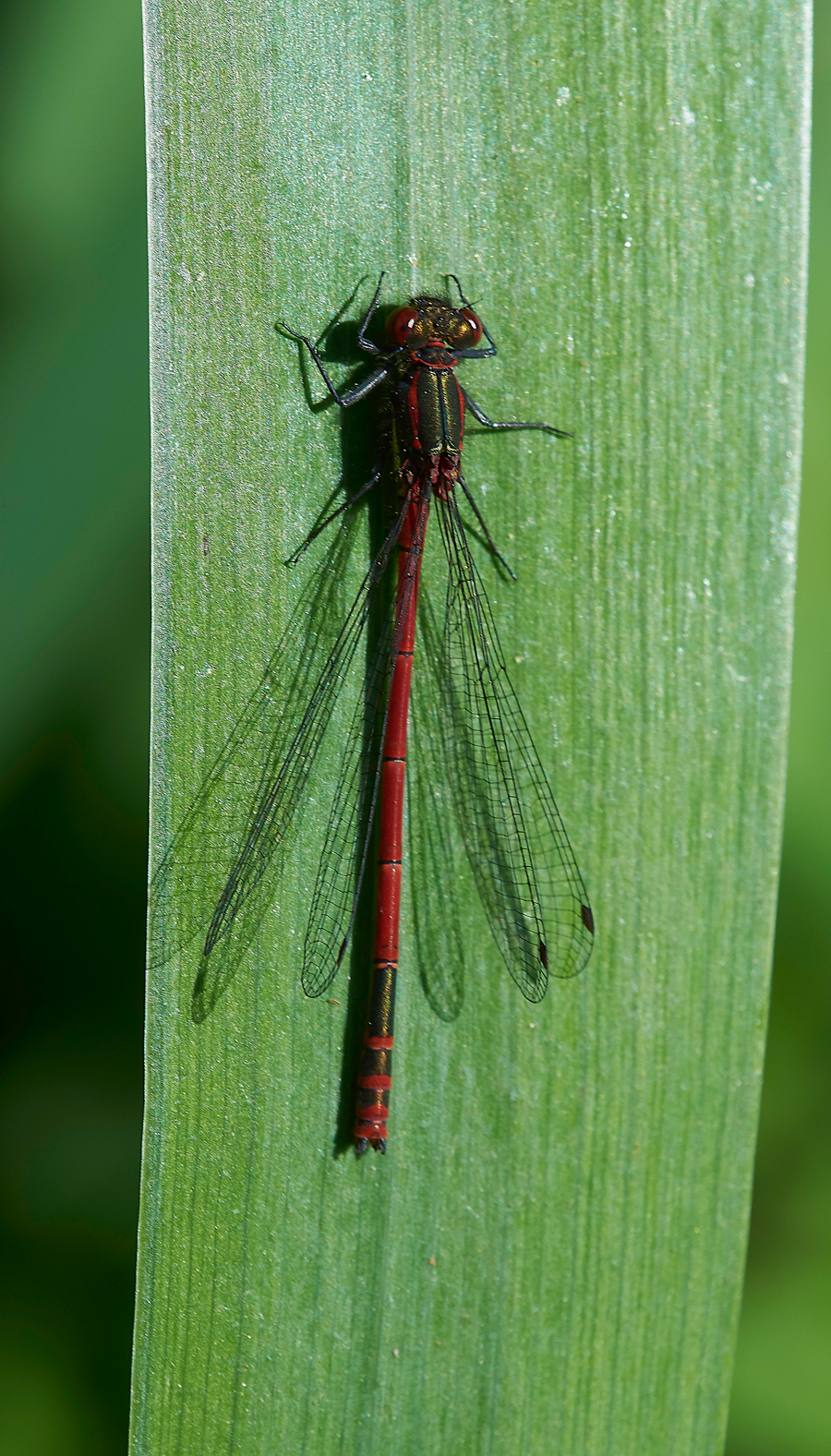 LargeRedDamselfly170518-1