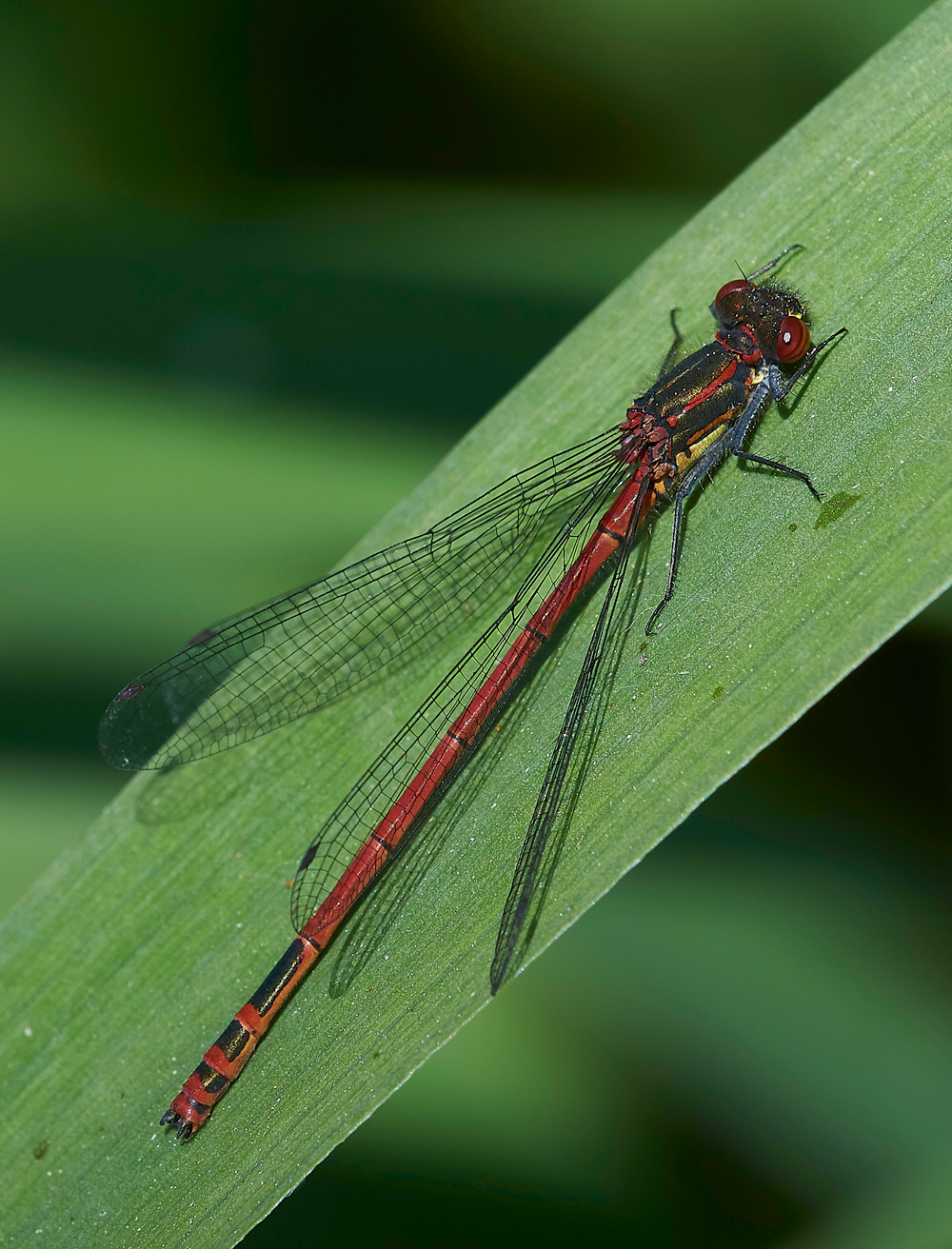 LargeRedDamselfly170518-2