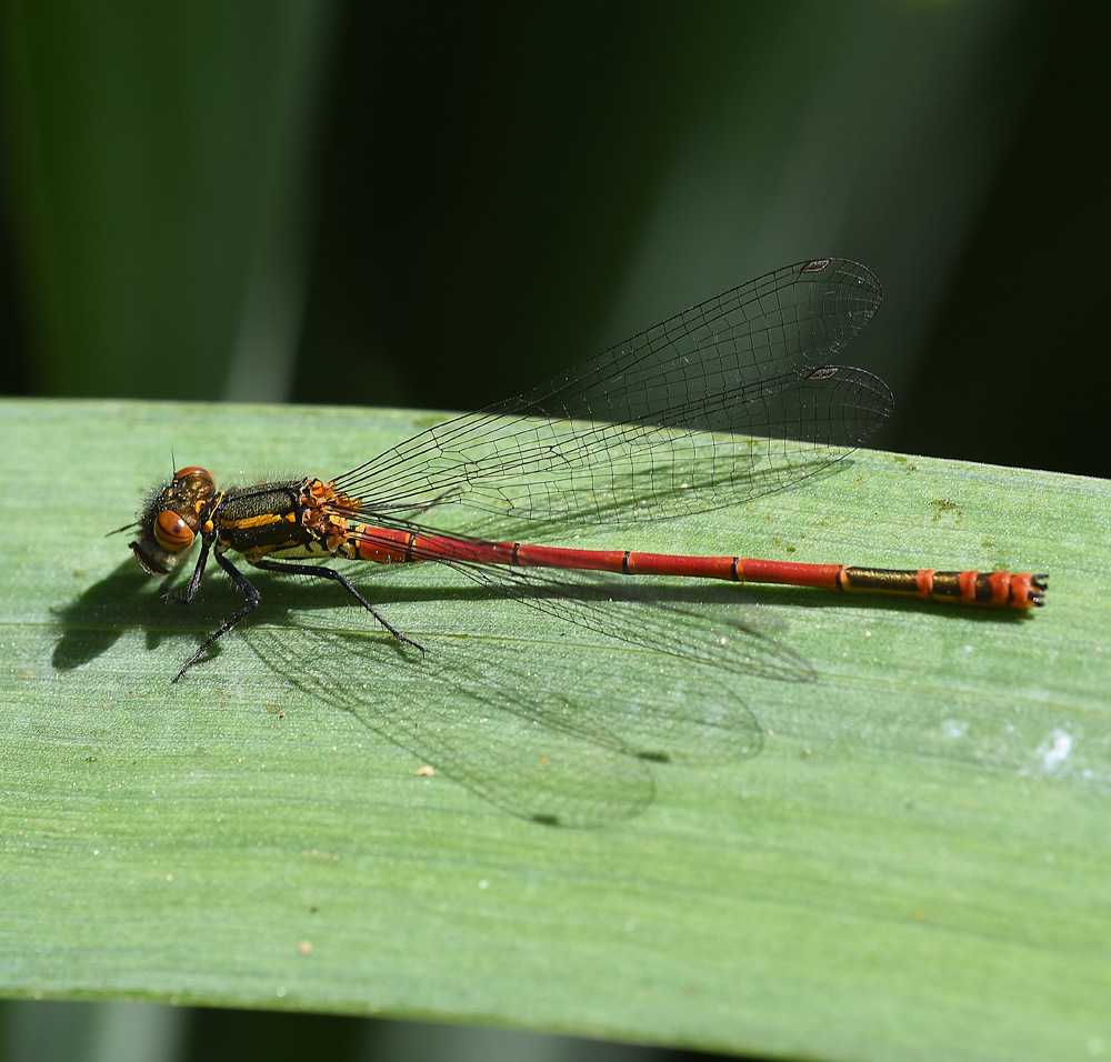 LargeRedDamselFly170518-3