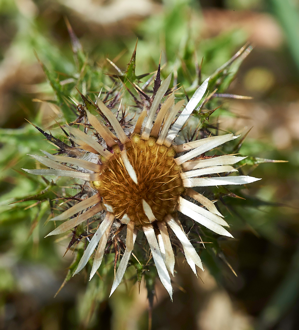 LebvinDownCarlineThistle25-0718-1