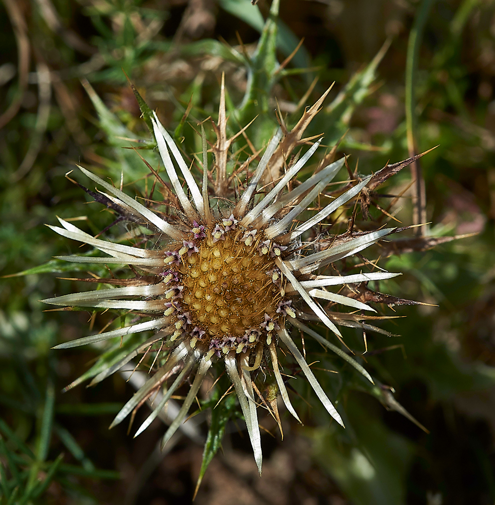 LebvinDownCarlineThistle25-0718-2
