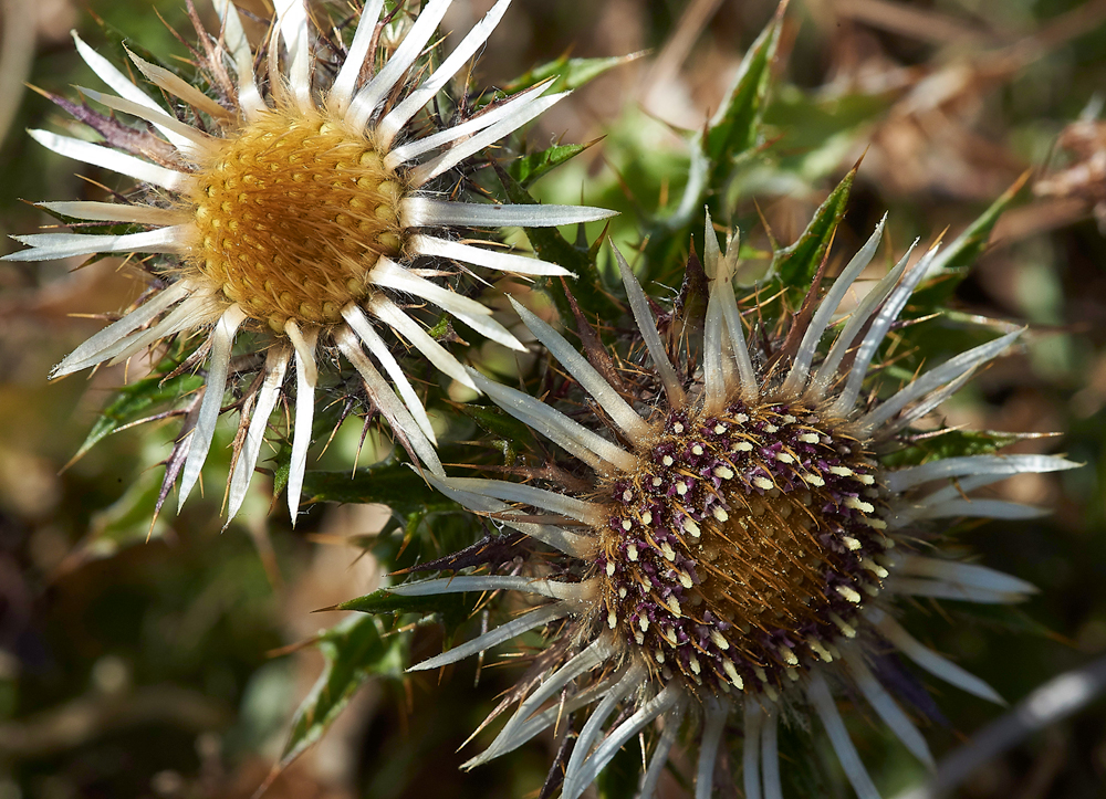 LebvinDownCarlineThistle25-0718-3