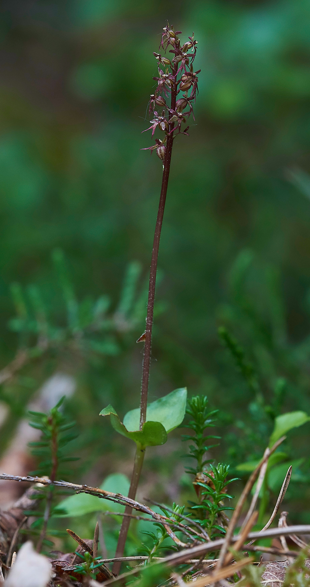 LesserTwaybladeCliburnMoss310518-10