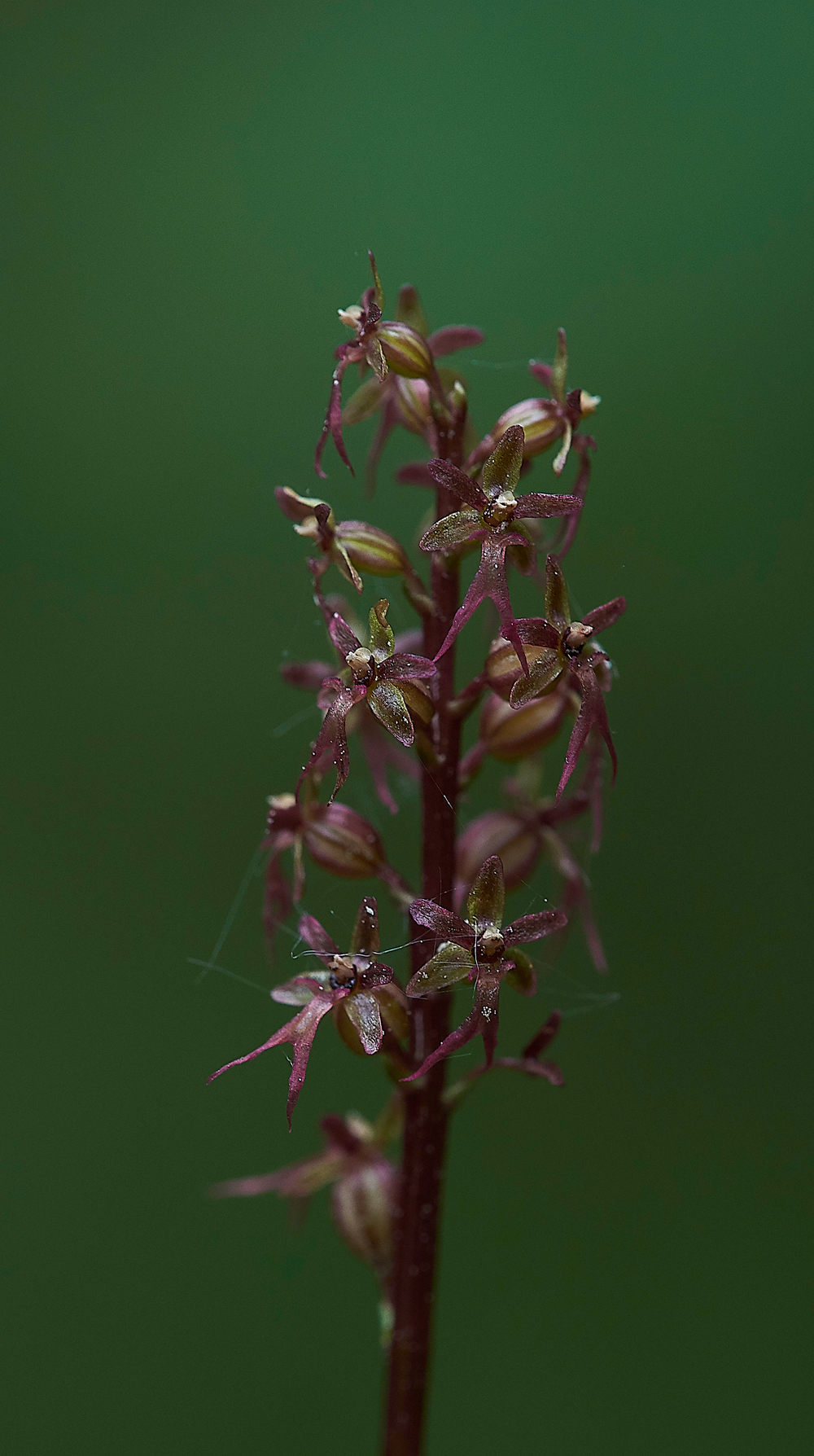 LesserTwaybladeCliburnMoss310518-12