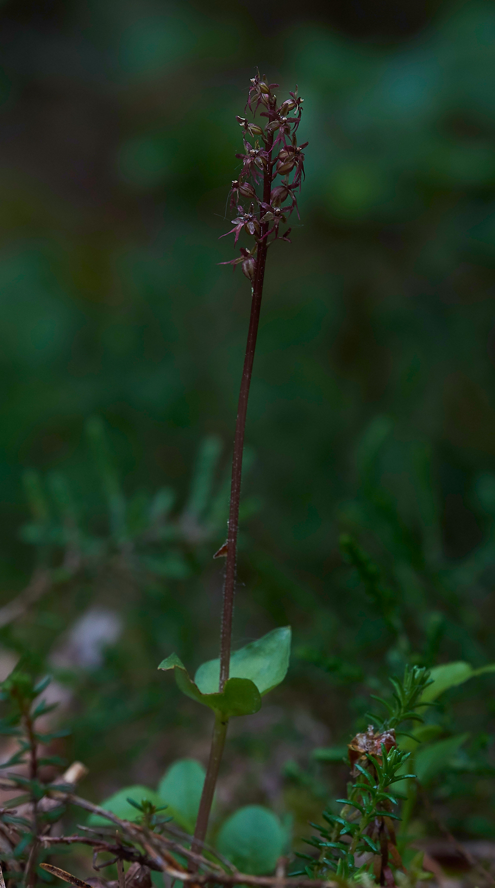 LesserTwaybladeCliburnMoss310518-13